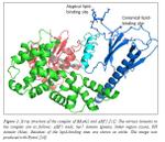 Compound for inhibition of certain signaling processes related to the evolution of the cognitive processes